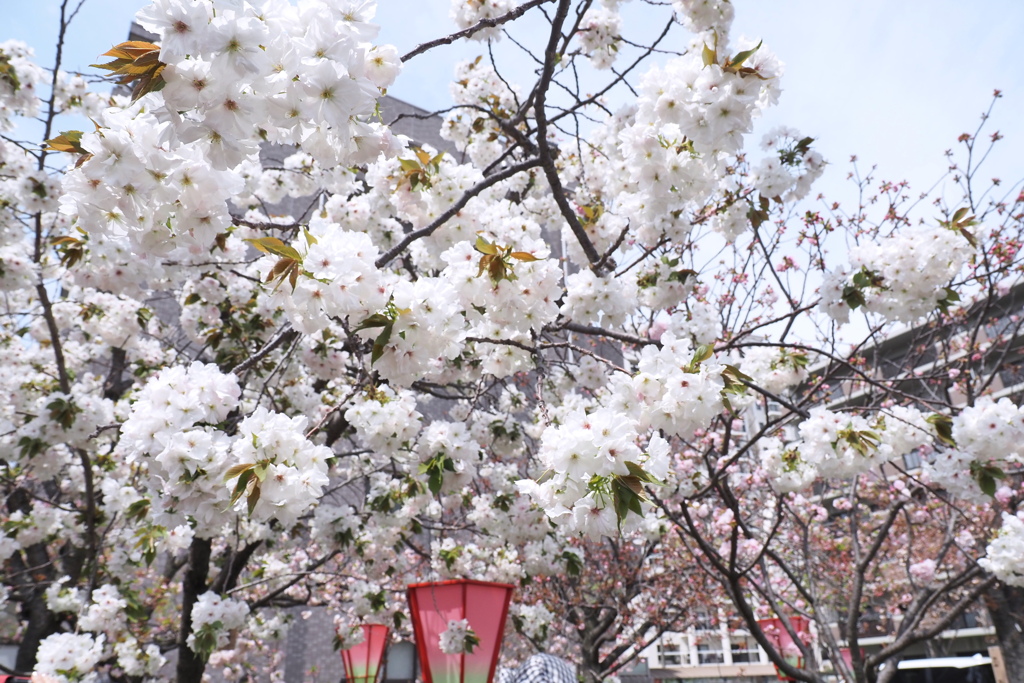 桜の通り抜け