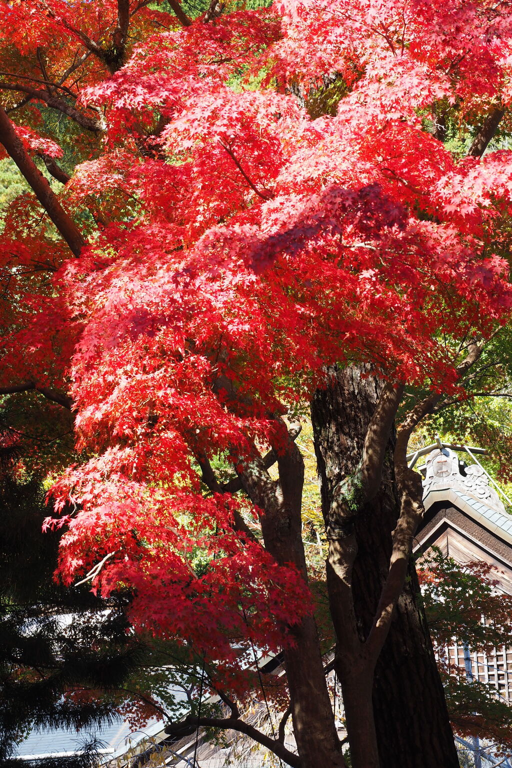 紅葉