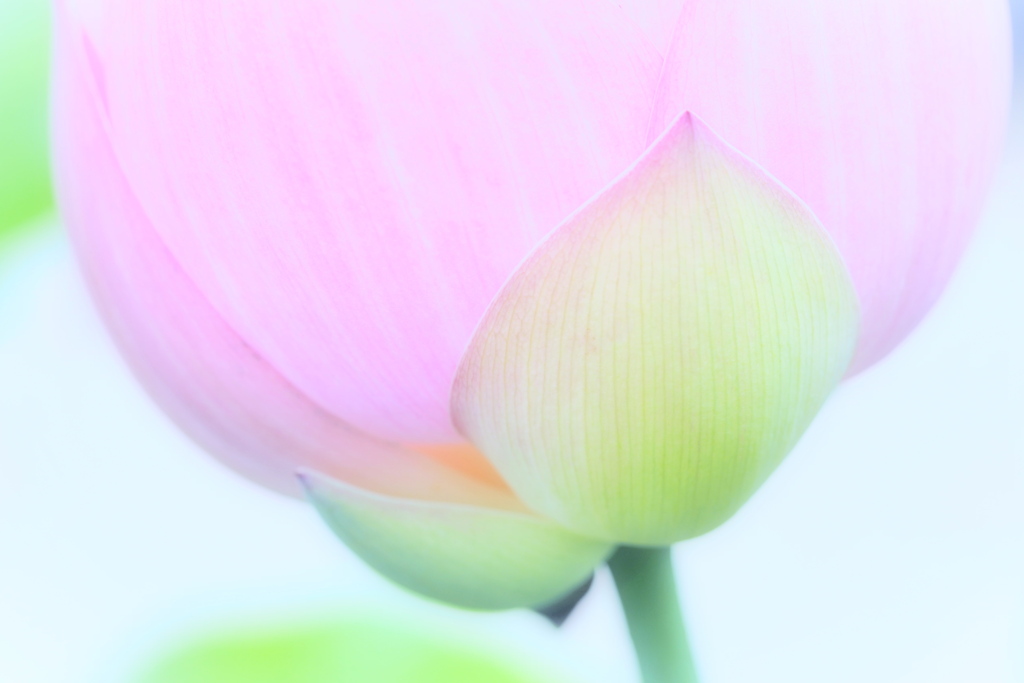 蓮 ２