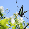 バイカウツギとカミナリアゲハ ２