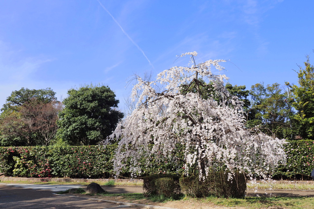 枝垂桜