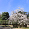 枝垂桜