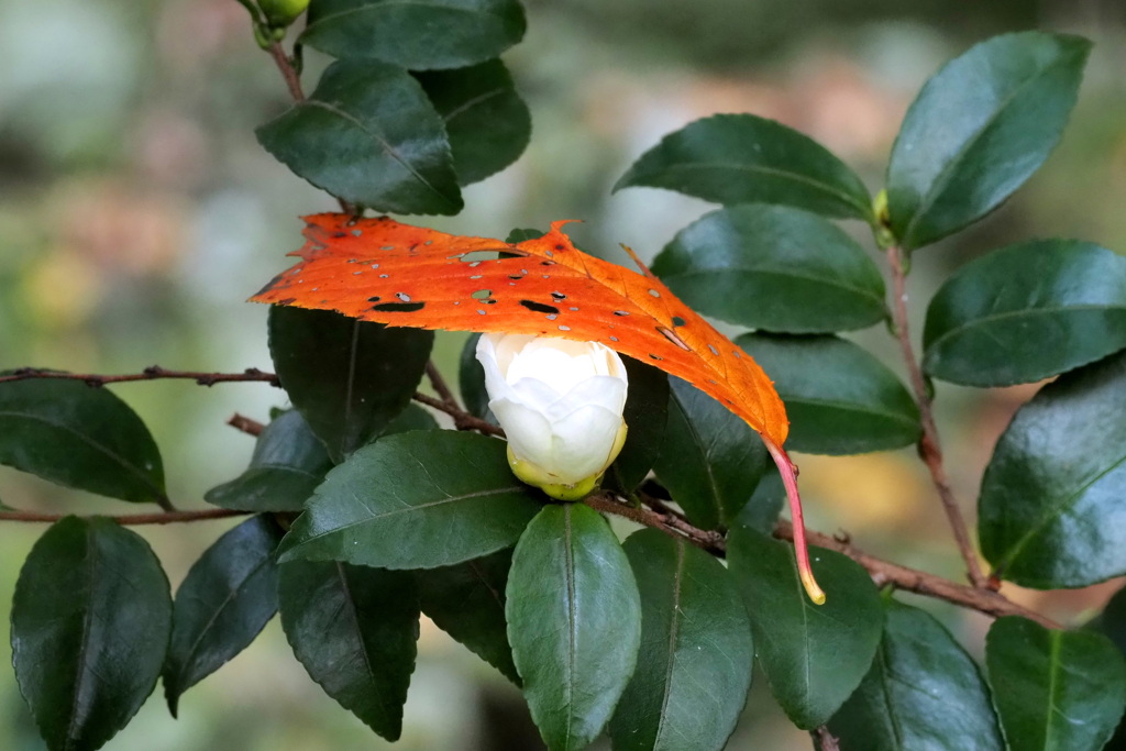 山茶花と落葉