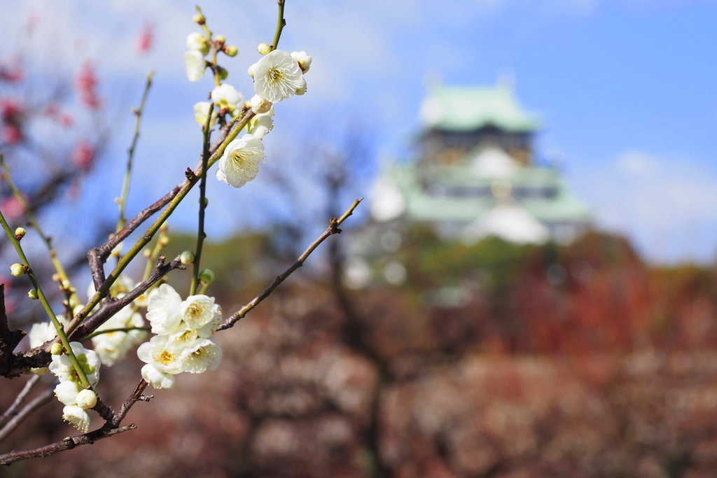 大阪城公園梅林