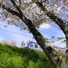 桜と電車 ８