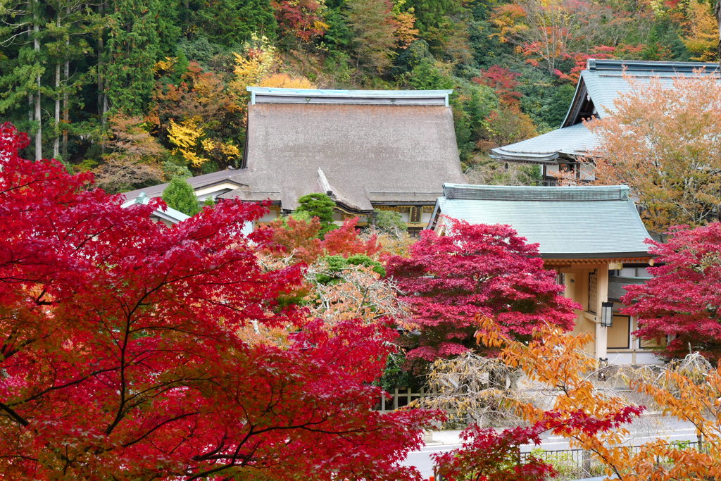 西南院紅葉（高野山）