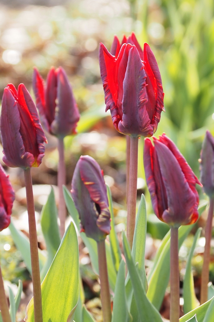 アイスチューリップ