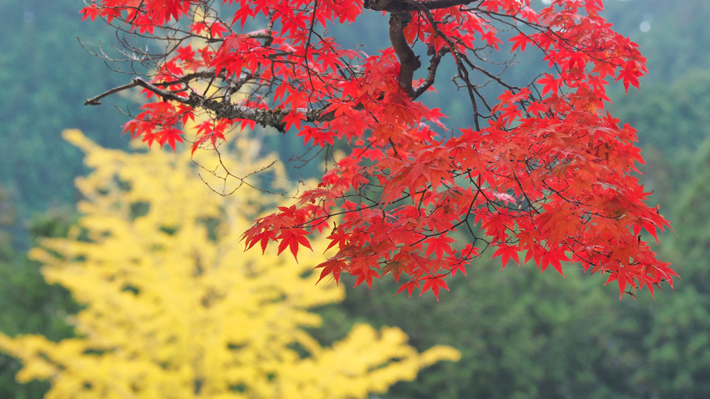 高野山の紅葉 13