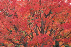 大仙公園日本庭園の秋 ３