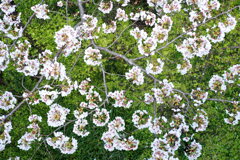 上から見た桜