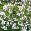 上から見た桜