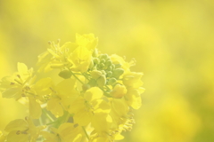 菜の花