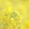 菜の花