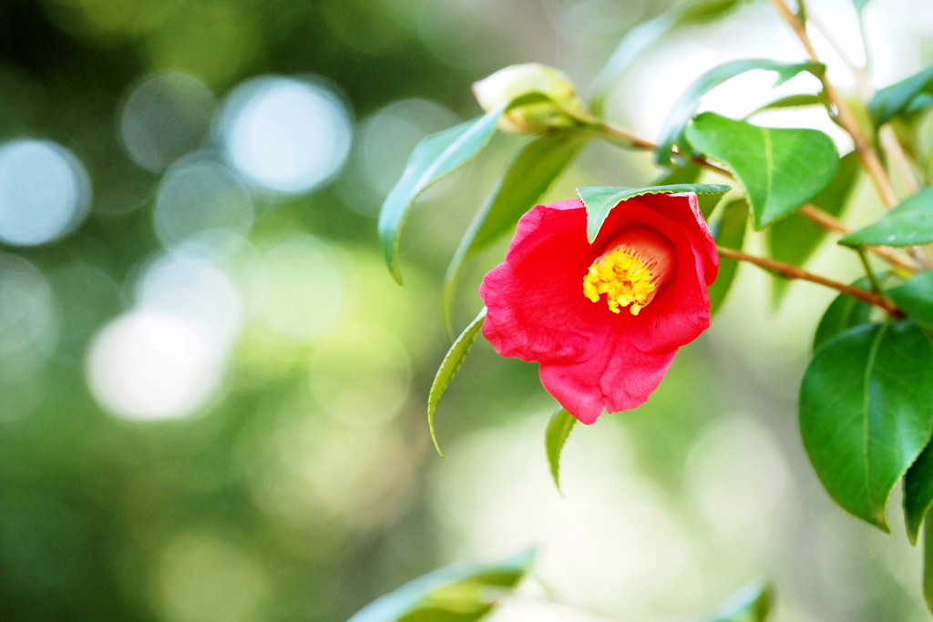 長居植物園椿園 ７
