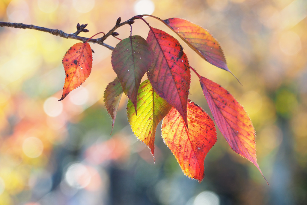桜紅葉