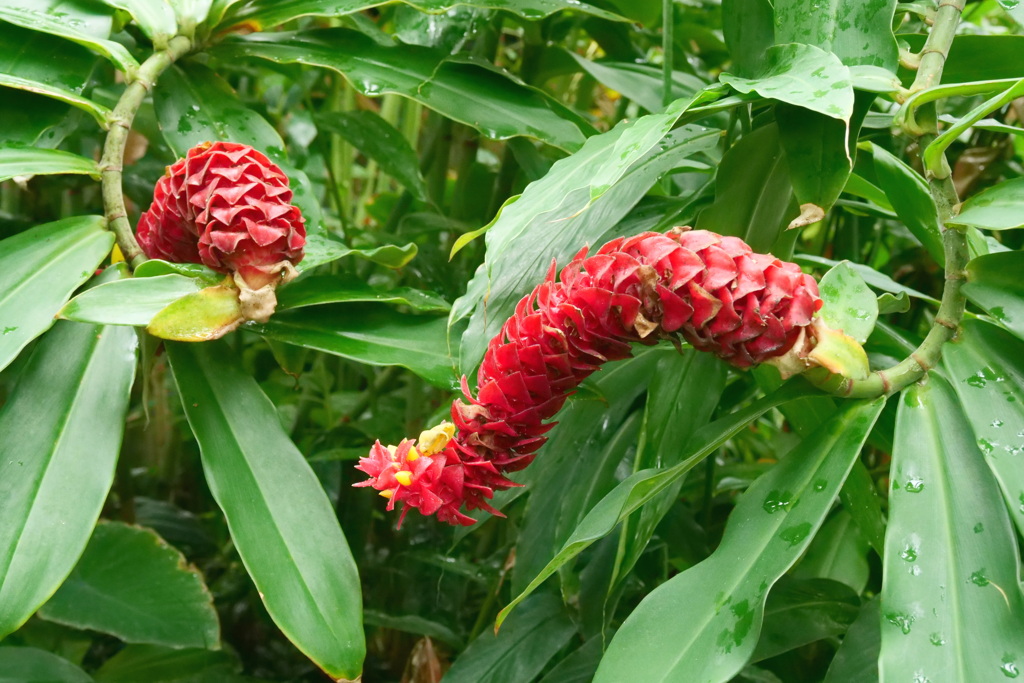 花の文化園にて ２