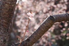 十月桜