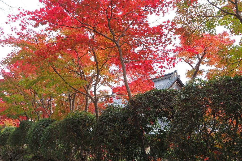 蛇腹道の紅葉（高野山）