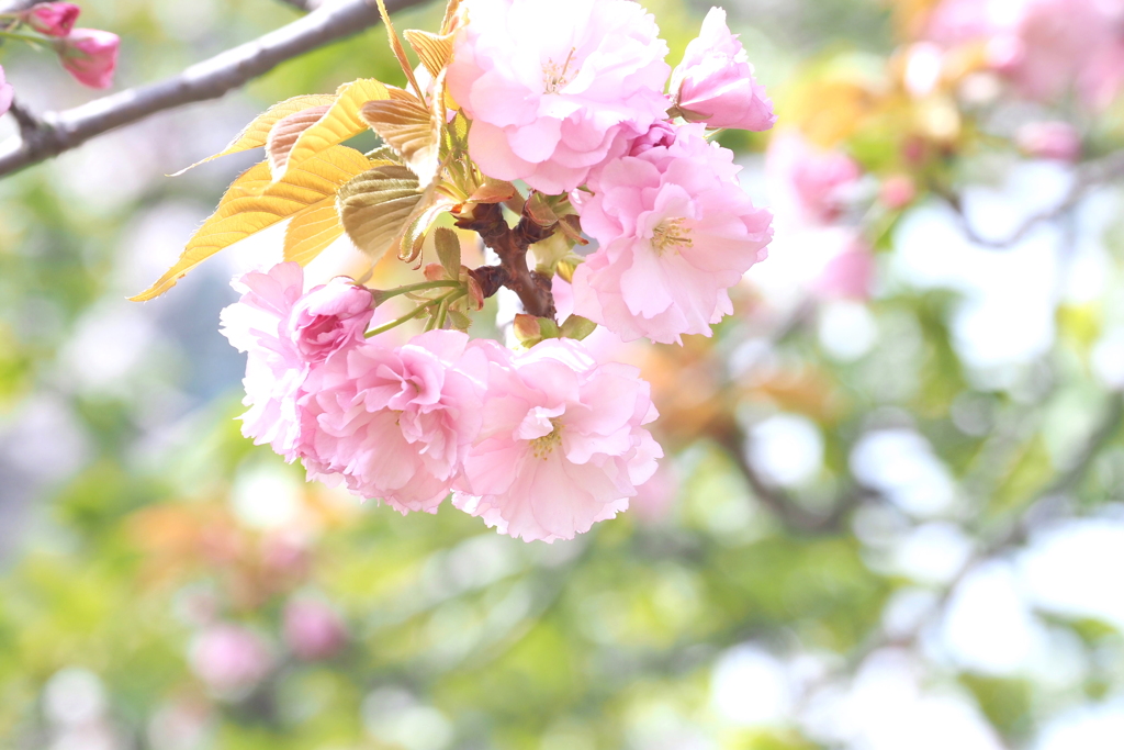 八重桜