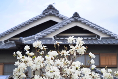 コブシ