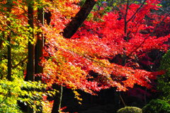 西恩寺の紅葉 ４