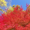紅葉