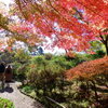 紅葉