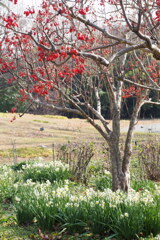 山茱萸と水仙