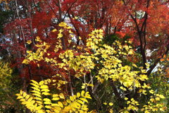 黄葉と紅葉