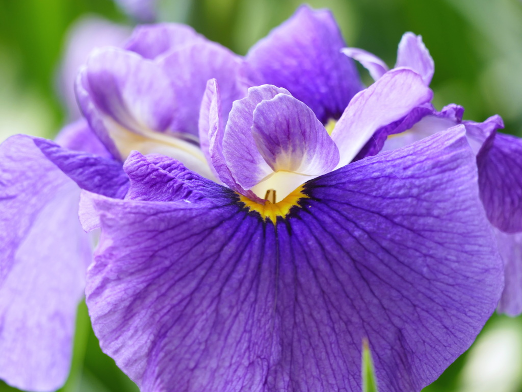 花菖蒲 ２
