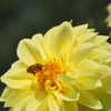 ダリアと蜜蜂