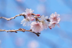 冬の桜