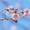 冬の桜