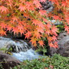 大仙公園日本庭園の秋 ９
