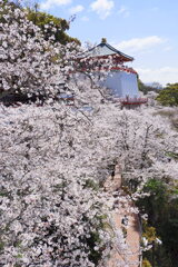 仏殿と桜
