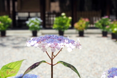 坐摩神社の紫陽花