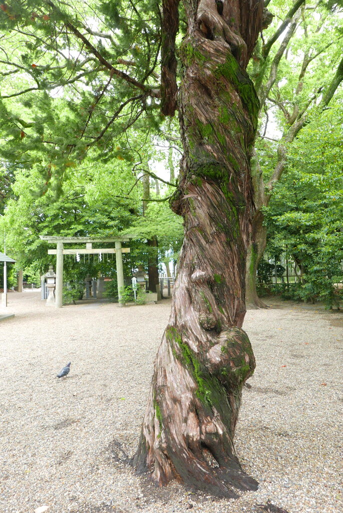 鳩