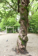 鳩