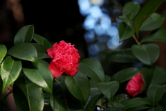 椿