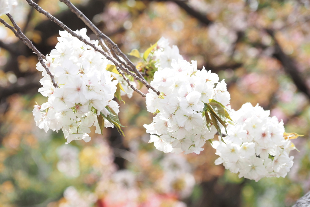 桜の通り抜け