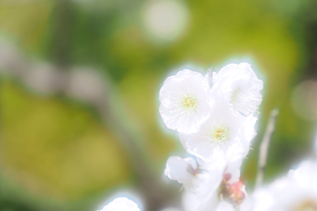 長居植物園梅園 ５