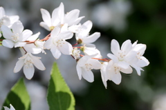 卯の花