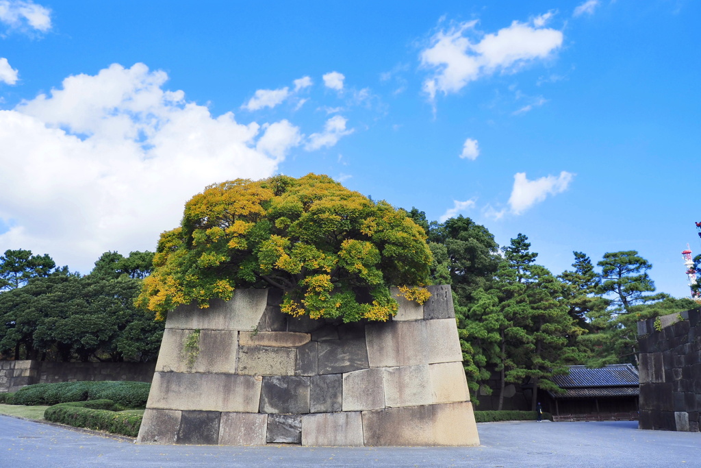 皇居東御苑 １