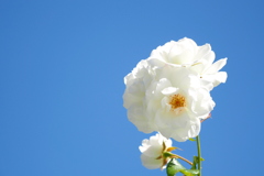 白いバラ （3）