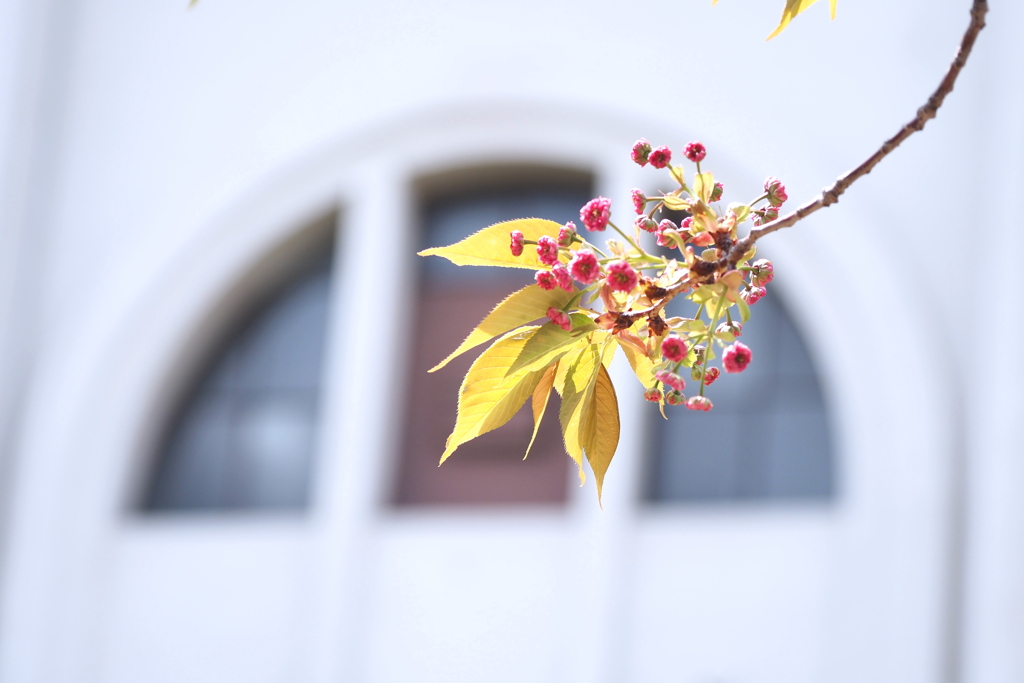 数珠掛桜