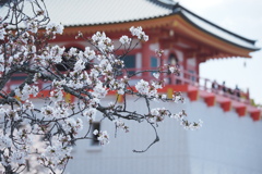 仏殿と桜