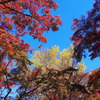 紅葉に囲まれて