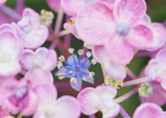 真花