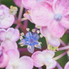 真花