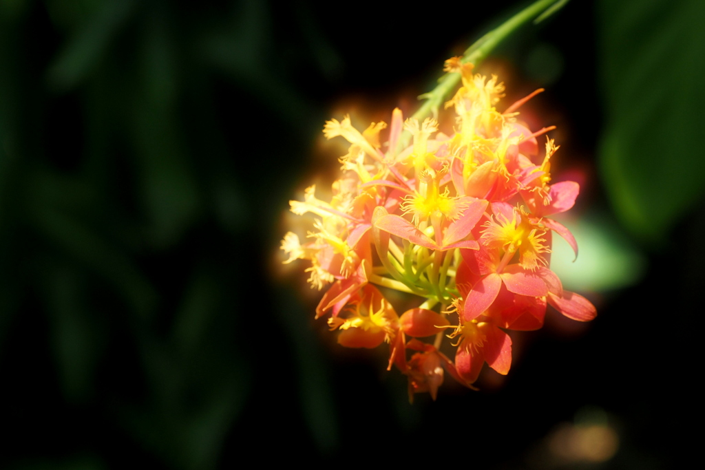 咲くやこの花館の花 ９